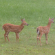The stars - the two fawns that were hopping and jumping and chasing around - so frisky!